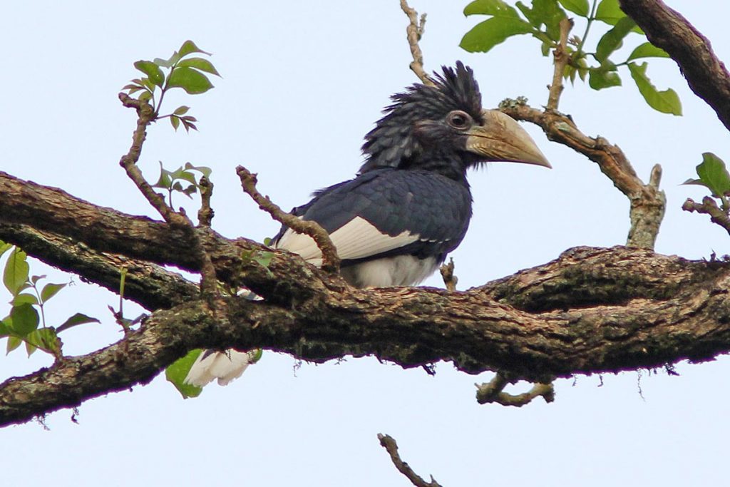 Piping Hornbill Semliki National Park Uganda.