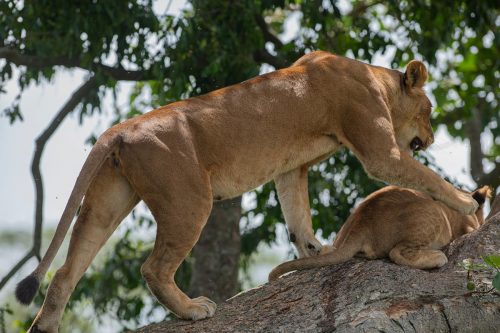 african safari tours, can lions climb trees, do lions climb trees, safari tour, safari trip, rwanda gorilla trek, gorilla travel, bujagali falls, gorilla safari, rwanda gorilla trekking