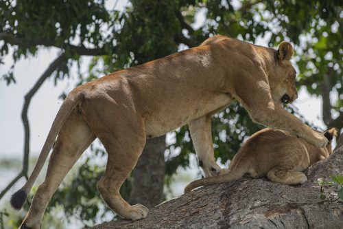 uganda gorilla trekking, rwanda gorilla, african safari packages, african safari trip, impenetrable forest, gorilla mountain, gorilla trek, kidepo, queen elizabeth park uganda, paraa lodge