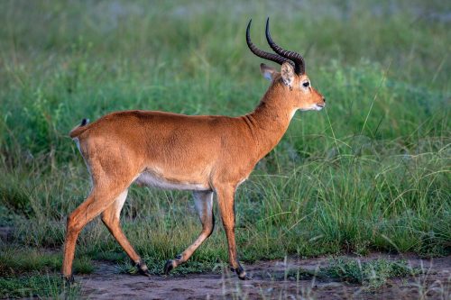 tree climbing lions, uganda tours, lake mburo, mgahinga gorilla national park, lions climbing trees, gorilla families, game safari, kyambura game lodge, best time to visit uganda, gorilla tour