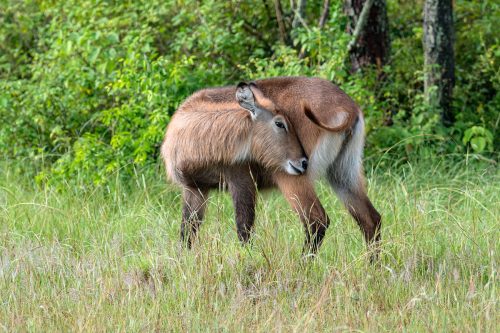 Uganda water safari