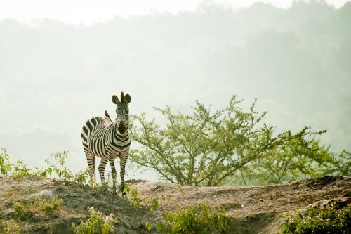 african safari tours, can lions climb trees, do lions climb trees, safari tour, safari trip, rwanda gorilla trek, gorilla travel, bujagali falls, gorilla safari, rwanda gorilla trekking