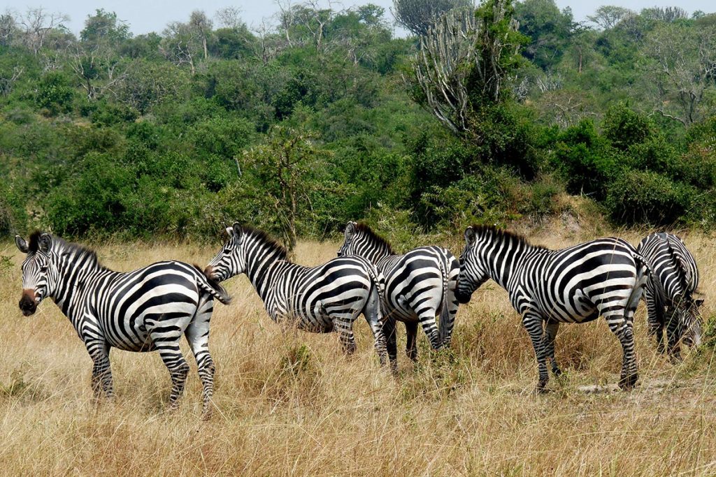 Lake mburo wildlife safari