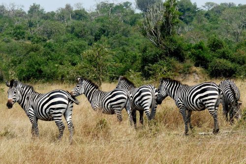 african safari tours, can lions climb trees, do lions climb trees, safari tour, safari trip, rwanda gorilla trek, gorilla travel, bujagali falls, gorilla safari, rwanda gorilla trekking