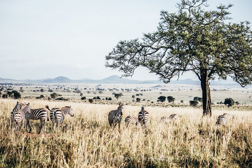 Kidepo Valley National Park