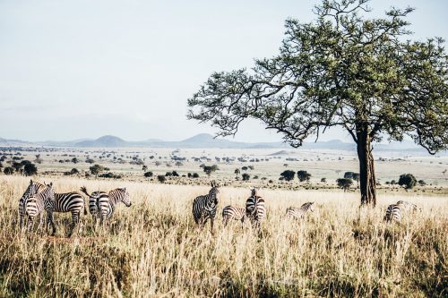 tree climbing lions, uganda tours, lake mburo, mgahinga gorilla national park, lions climbing trees, gorilla families, game safari, kyambura game lodge, best time to visit uganda, gorilla tour