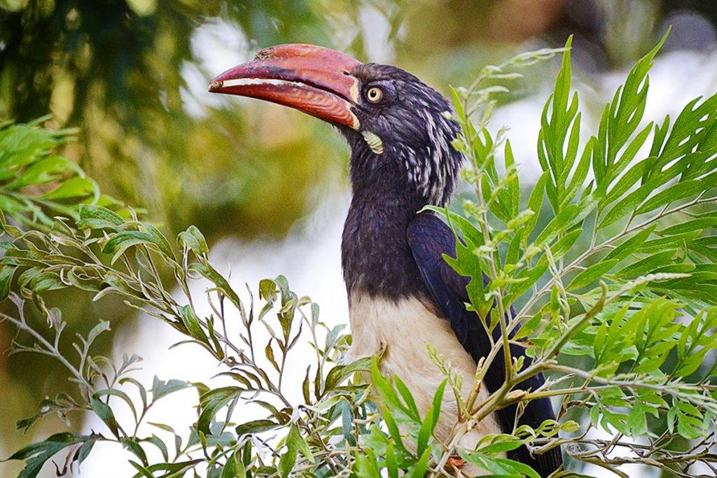 BIrd Watching Experiences