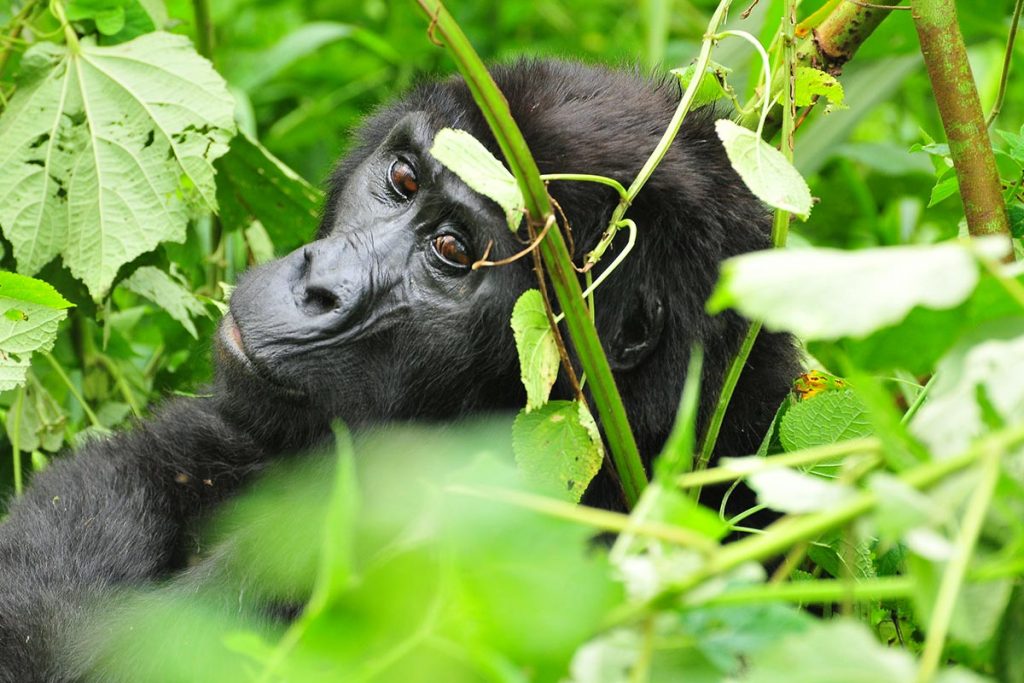 Gorillas in the mist - Uganda Gorillas