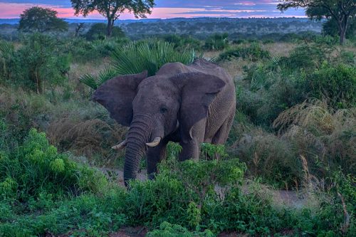 murchison falls advennture