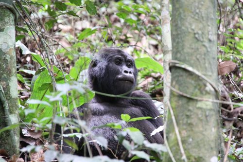 11 Days Uganda Gorillas and Wildlife Safari