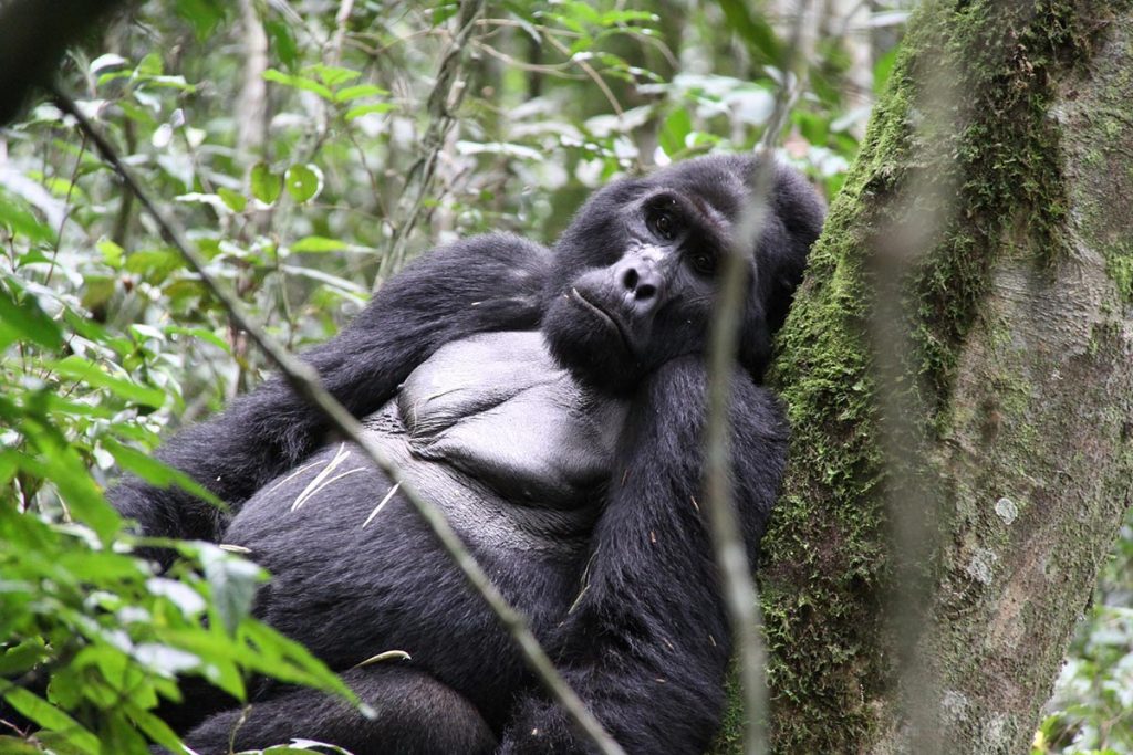 gorilla resting in bwindi - gorilla flying safari