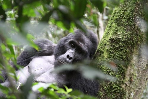 10 Days Uganda Gorillas, Wildlife and Birding Safari