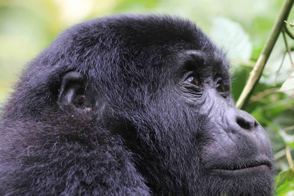 gorilla trekking in Uganda