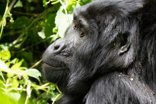 african safari tours, can lions climb trees, do lions climb trees, safari tour, safari trip, rwanda gorilla trek, gorilla travel, bujagali falls, gorilla safari, rwanda gorilla trekking