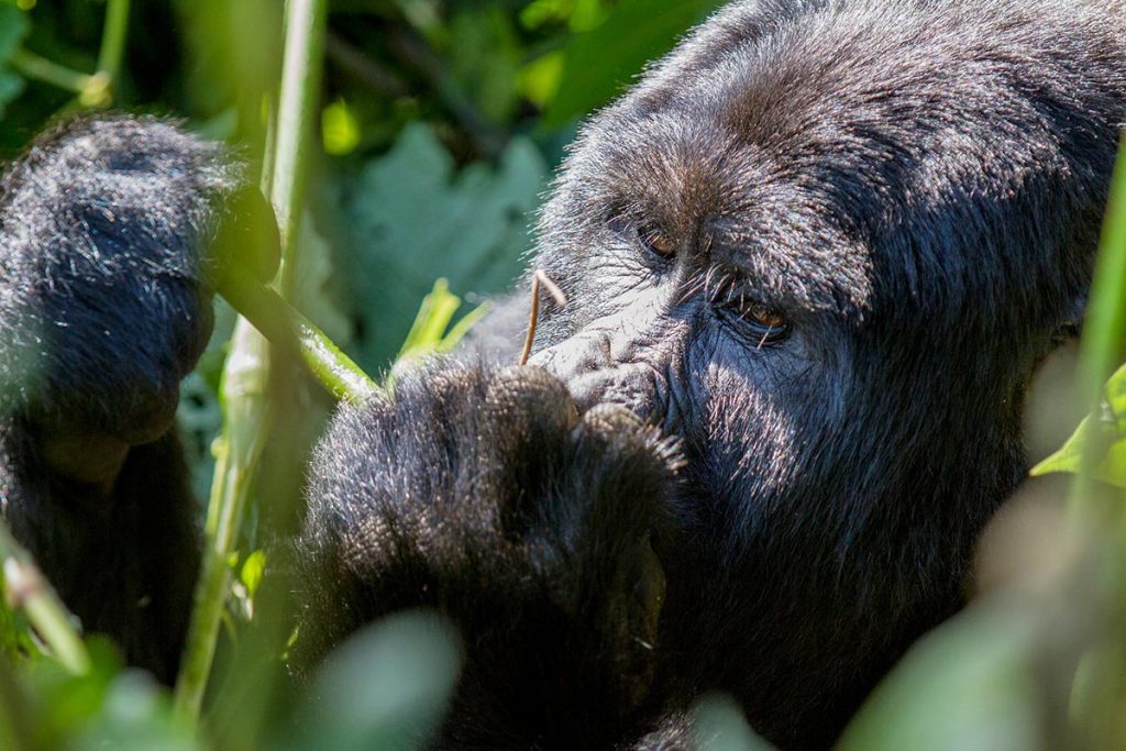 Gorilla trekking