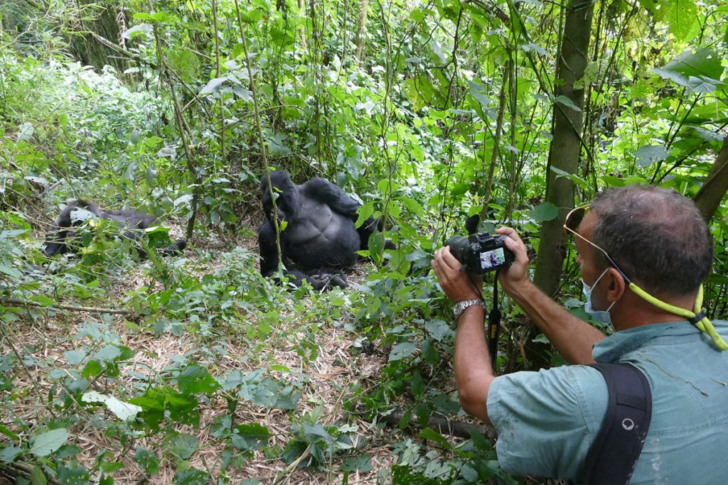 tree climbing lions, uganda tours, lake mburo, mgahinga gorilla national park, lions climbing trees, gorilla families, game safari, kyambura game lodge, best time to visit uganda, gorilla tour