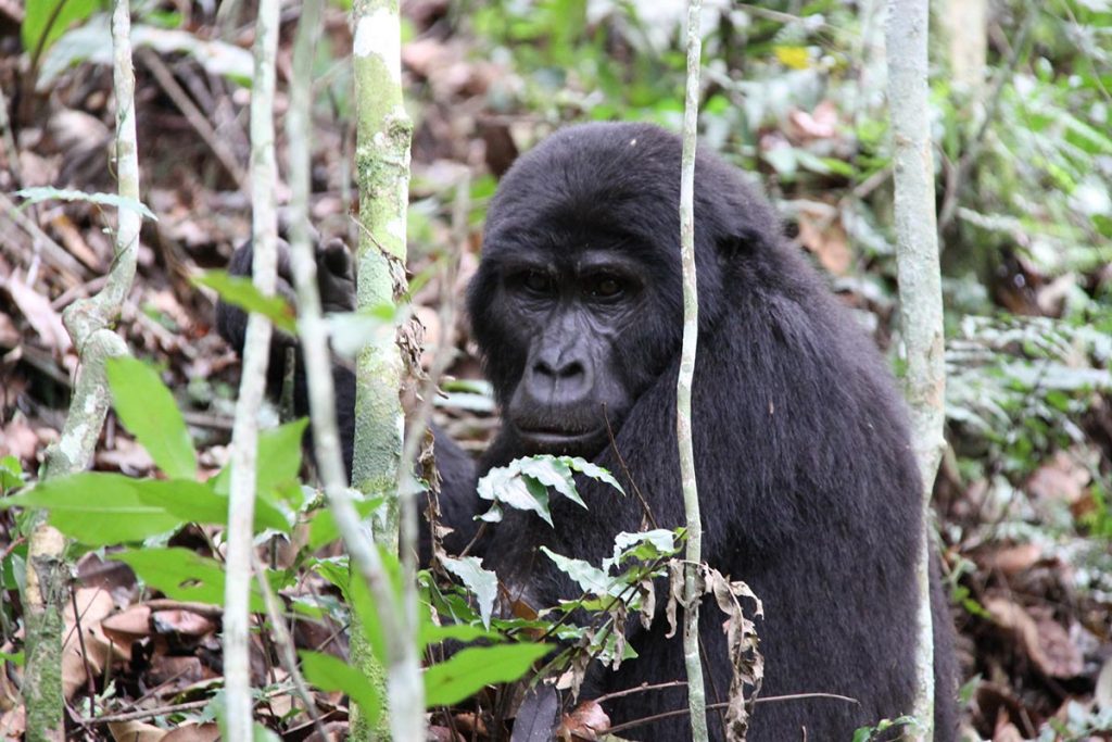 mountain gorillas of Uganda