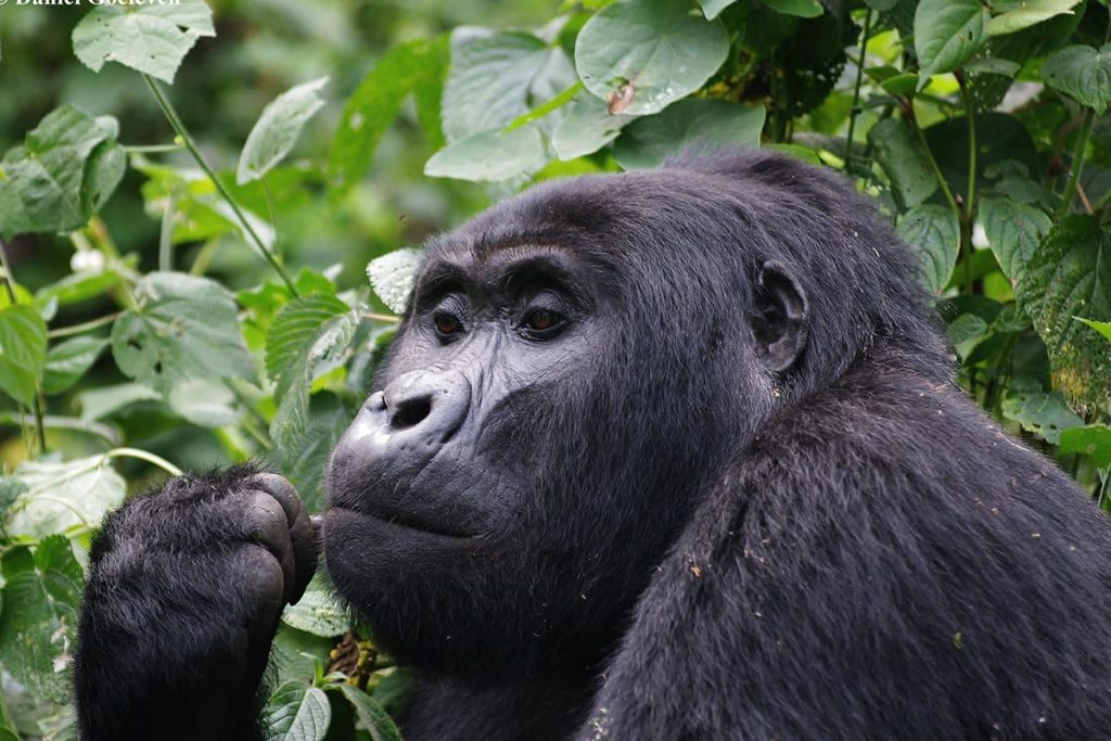 gorillas in bwindi impenetrable national park