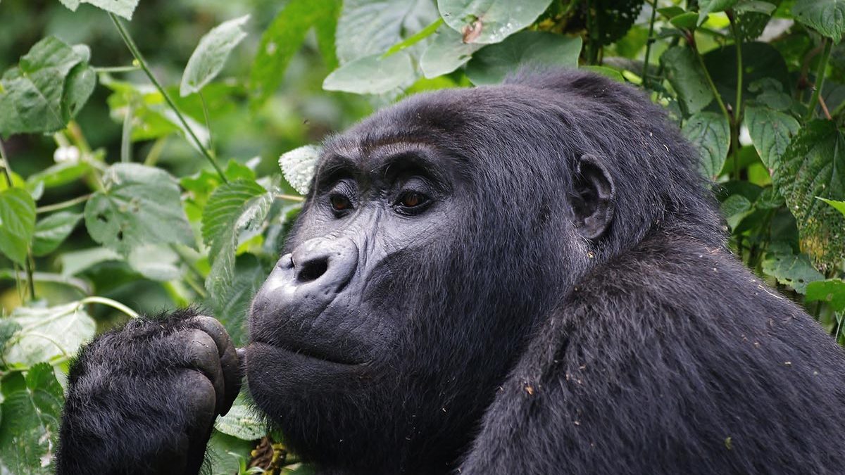 gorilla-chewing-on-twig