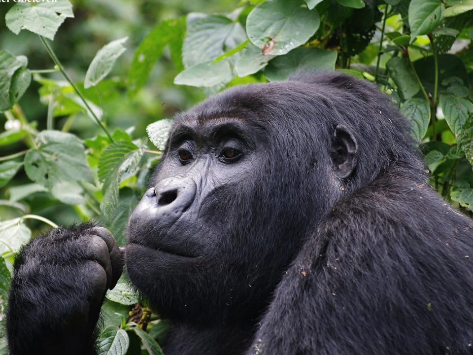 gorilla-chewing-on-twig