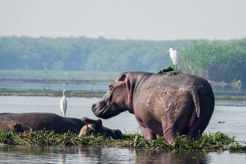 9 Days Uganda Wildlife Adventure Safari