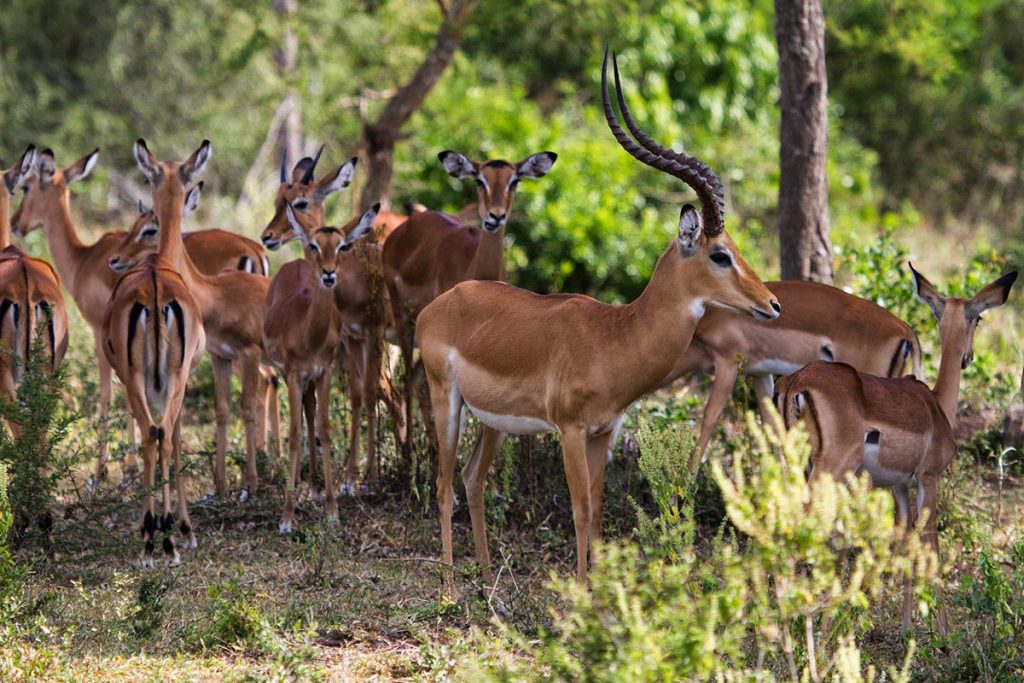 lake mburo adventure safari