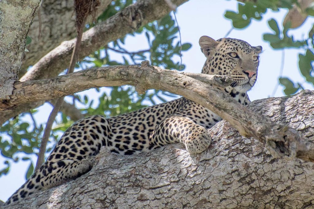 leopards in kidepo valley national park