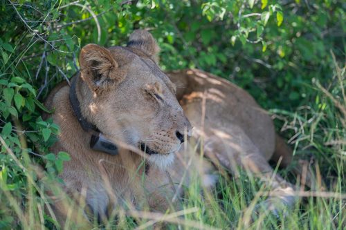 tree climbing lions, uganda tours, lake mburo, mgahinga gorilla national park, lions climbing trees, gorilla families, game safari, kyambura game lodge, best time to visit uganda, gorilla tour