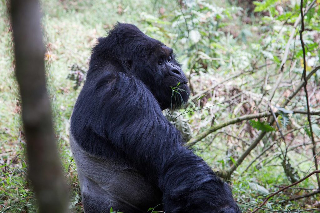 gorillas in bwindi forest - gorillas in Mgahinga Gorilla national park