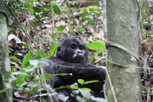 african safari tours, can lions climb trees, do lions climb trees, safari tour, safari trip, rwanda gorilla trek, gorilla travel, bujagali falls, gorilla safari, rwanda gorilla trekking