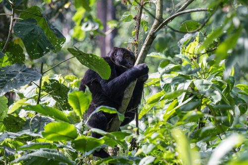 african safari tours, can lions climb trees, do lions climb trees, safari tour, safari trip, rwanda gorilla trek, gorilla travel, bujagali falls, gorilla safari, rwanda gorilla trekking