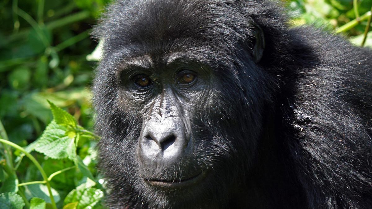 uganda gorilla trekking, rwanda gorilla, african safari packages, african safari trip, impenetrable forest, gorilla mountain, gorilla trek, kidepo, queen elizabeth park uganda, paraa lodge