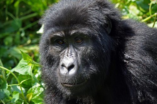 3 Day Uganda Gorilla Trekking Safari