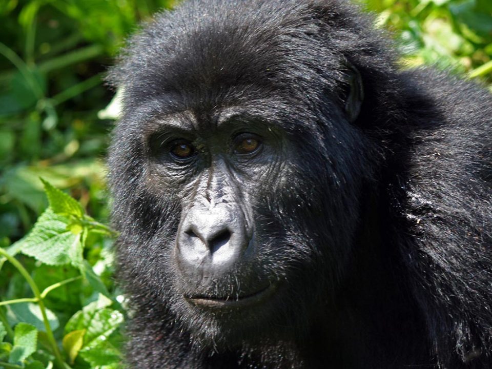 uganda gorilla trekking, rwanda gorilla, african safari packages, african safari trip, impenetrable forest, gorilla mountain, gorilla trek, kidepo, queen elizabeth park uganda, paraa lodge