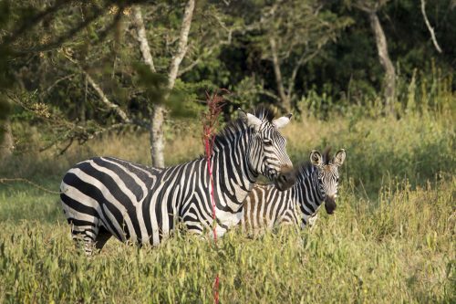 Explore Lake Mburo and Kampala City Tour