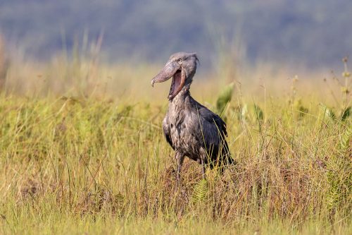 11 Days Uganda Gorillas and Wildlife Safari