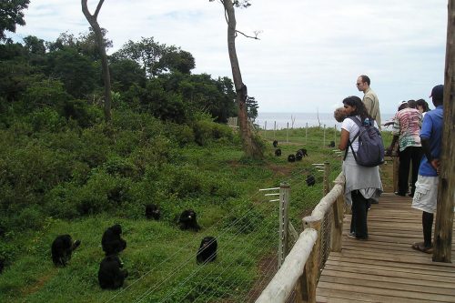 safaris in uganda, gorilla trekking tours, mountain gorilla tours, gorilla trek uganda, rwanda gorilla tour, gorilla tracking uganda, safaris africa, gorilla camp, buhoma, murchison national park