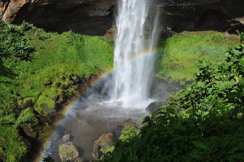 tree climbing lions, uganda tours, lake mburo, mgahinga gorilla national park, lions climbing trees, gorilla families, game safari, kyambura game lodge, best time to visit uganda, gorilla tour
