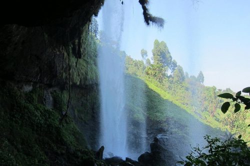 african safari tours, can lions climb trees, do lions climb trees, safari tour, safari trip, rwanda gorilla trek, gorilla travel, bujagali falls, gorilla safari, rwanda gorilla trekking