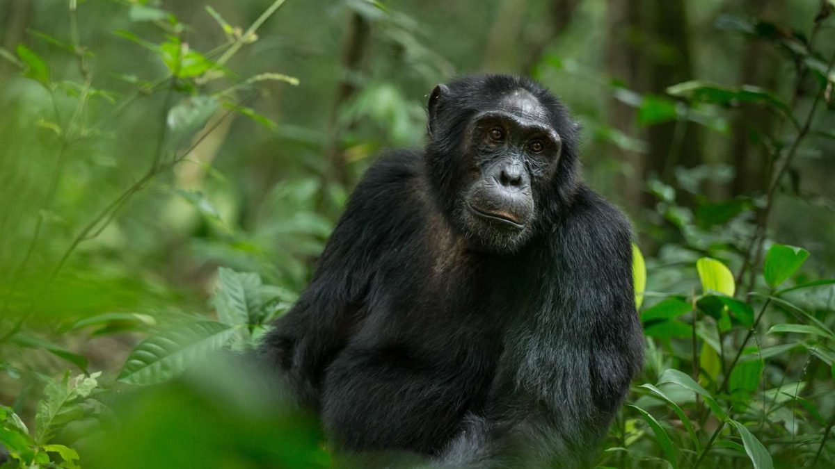 uganda gorilla trekking, rwanda gorilla, african safari packages, african safari trip, impenetrable forest, gorilla mountain, gorilla trek, kidepo, queen elizabeth park uganda, paraa lodge