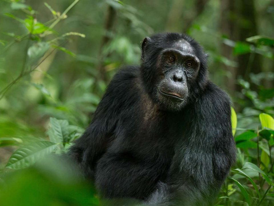 uganda gorilla trekking, rwanda gorilla, african safari packages, african safari trip, impenetrable forest, gorilla mountain, gorilla trek, kidepo, queen elizabeth park uganda, paraa lodge