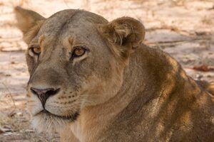 3 days flying murchison falls safari