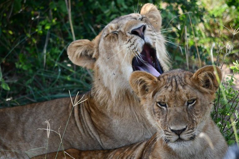 african safari tours, can lions climb trees, do lions climb trees, safari tour, safari trip, rwanda gorilla trek, gorilla travel, bujagali falls, gorilla safari, rwanda gorilla trekking