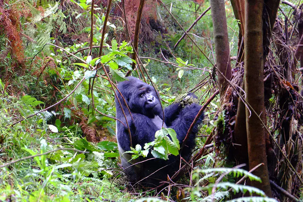 5 days Queen Elizabeth and Gorilla Flying Safari