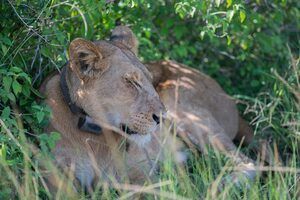 7 Days Uganda Gorillas & Wildlife Safaris