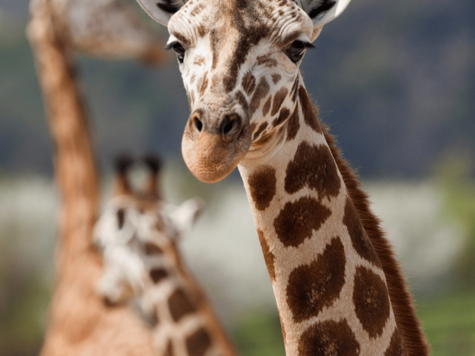 giraffe-ganyana-image