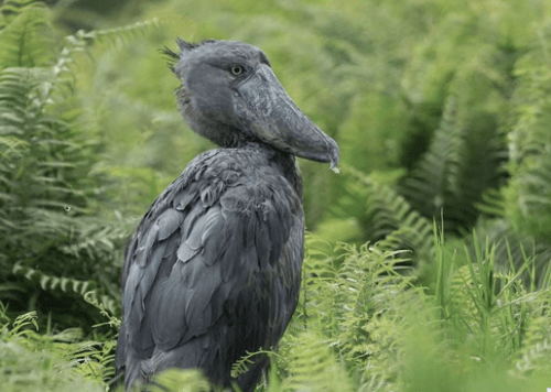 shoebill-excursion