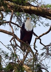 african-fish-eagle