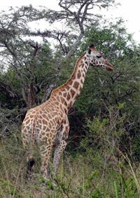 giraffe-ganyana