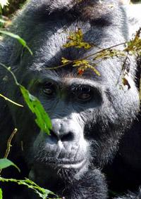 gorilla-behind-twigs